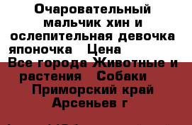 Очаровательный мальчик хин и ослепительная девочка японочка › Цена ­ 16 000 - Все города Животные и растения » Собаки   . Приморский край,Арсеньев г.